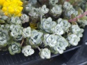 Rozchodnik łopatkowaty- Sedum spathulifolium 'Cape Blanco' (W)