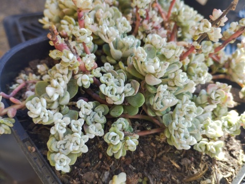 Rozchodnik łopatkowaty- Sedum spathulifolium 'Cape Blanco' (W)