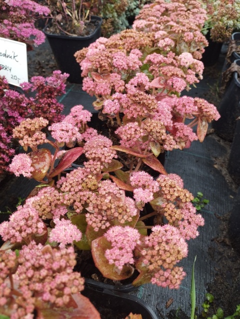 Rozchodnikowiec okazały 'Coraljade’ - Hylotelephium spectabile (W)