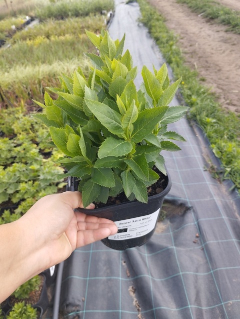 Rozwar- Platycodon gran. 'Astra Rose' (L)