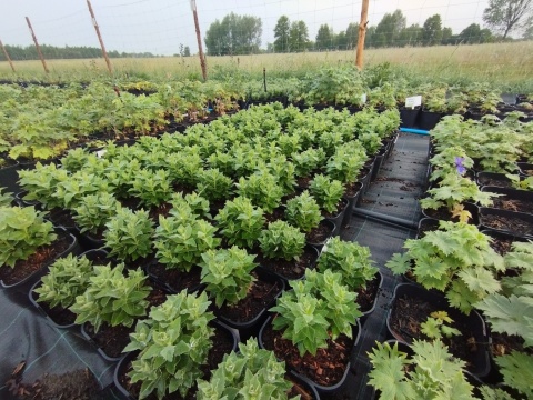 Rozwar- Platycodon gran. 'Astra Rose' (W)