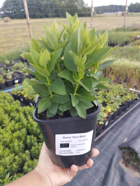 Rozwar- Platycodon gran. 'Astra White' (L)