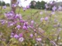 Rutewka Delavay'a- Thalictrum del. decorum (W)