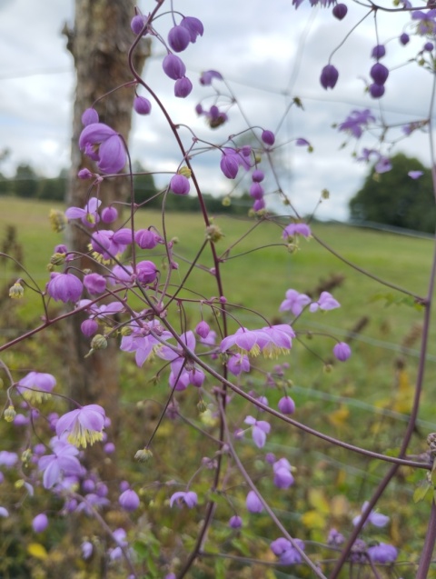 Rutewka Delavay'a- Thalictrum del. decorum (W)