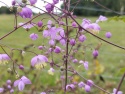 Rutewka Delavay'a- Thalictrum del. decorum (W)