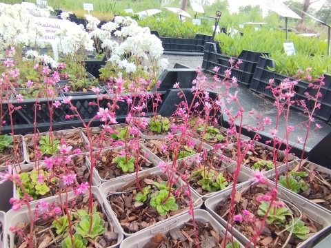 Skalnica cieniolubna- Saxifraga urbium 'Clarence Elliott' (W)
