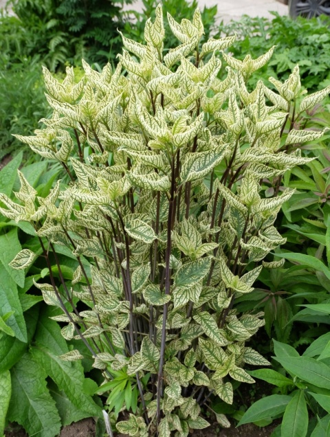 Słoneczniczek- Heliopsis 'Summer Green' ®(GK)