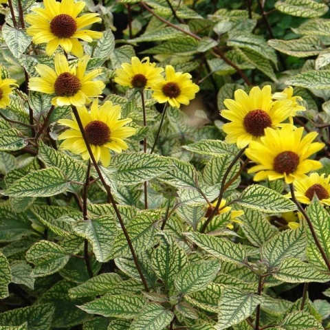Słoneczniczek- Heliopsis 'Summer Green' ®(L)