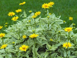 Słoneczniczek- Heliopsis 'Loraine Sunshine' ®(L)