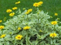 Słoneczniczek- Heliopsis 'Loraine Sunshine' ®(GK)