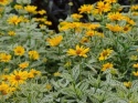 Słoneczniczek- Heliopsis 'Loraine Sunshine' ®(GK)