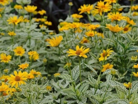Słoneczniczek- Heliopsis 'Loraine Sunshine' ®(GK)