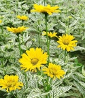 Słoneczniczek- Heliopsis 'Loraine Sunshine' ®(GK)