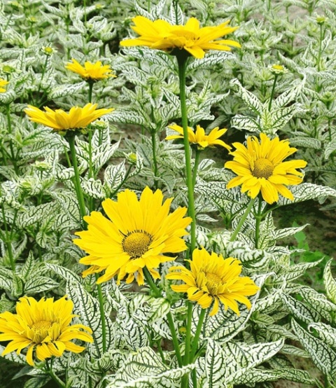 Słoneczniczek- Heliopsis 'Loraine Sunshine' ®(GK)