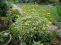 Słoneczniczek- Heliopsis 'Loraine Sunshine' ®(GK)