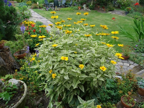 Słoneczniczek- Heliopsis 'Loraine Sunshine' ®(GK)