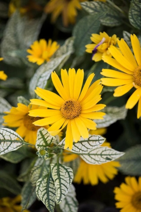 Słoneczniczek- Heliopsis 'Loraine Sunshine' ®(GK)