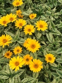 Słoneczniczek- Heliopsis 'Loraine Sunshine' ®(GK)