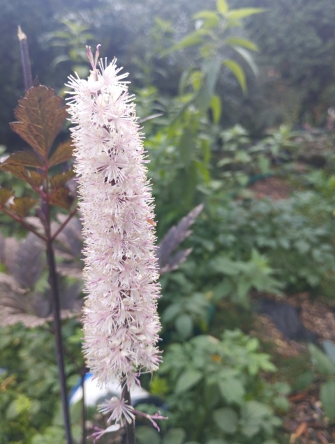 Świecznica 'Pink Spike' (W)