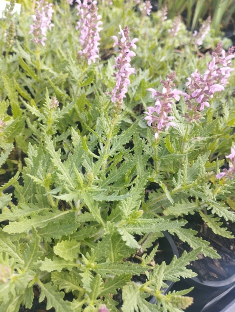 Szałwia- Salvia 'Feathers Flamingo' (L)