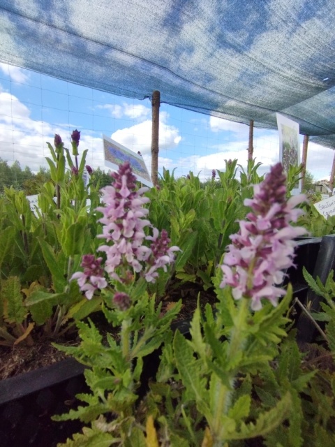 Szałwia- Salvia 'Feathers Flamingo' (W)
