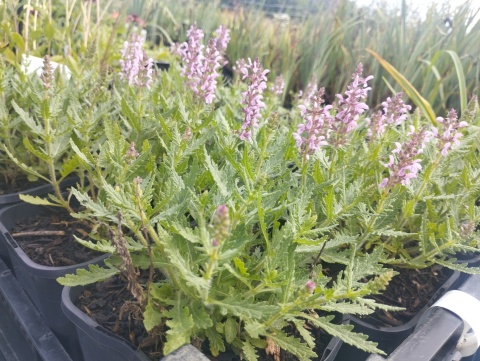 Szałwia- Salvia 'Feathers Flamingo' (W)