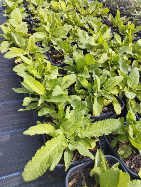 Szałwia łąkowa- Salvia pratensis 'Rose Rhapsody' (W)