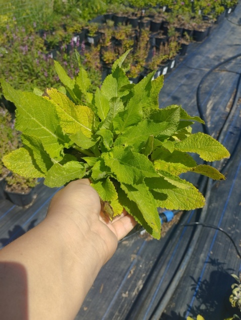 Szałwia łąkowa- Salvia pratensis 'Sky Dance' (W)