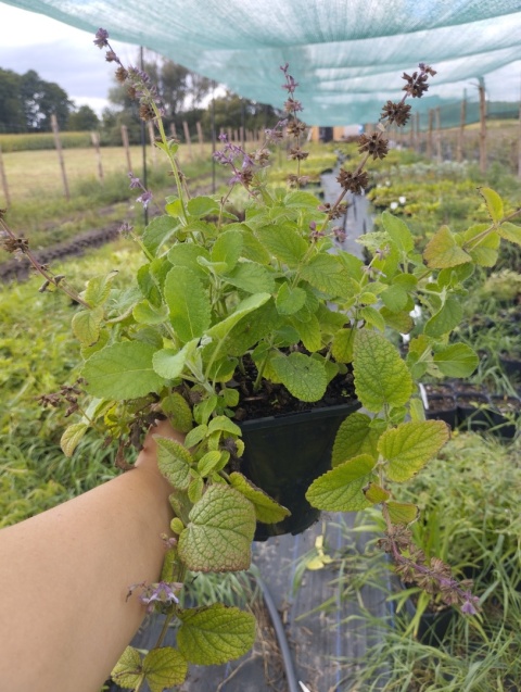 Szałwia okręgowa- Salvia verticillata 'Hannay's Blue' (L)