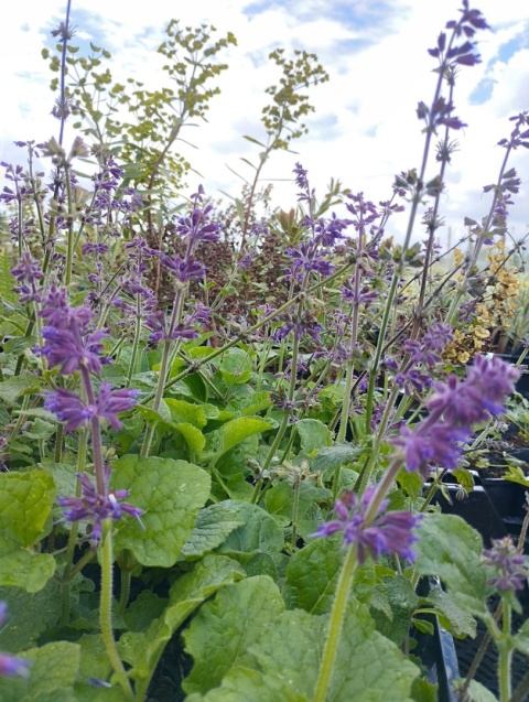Szałwia okręgowa- Salvia verticillata 'Hannay's Blue' (L)