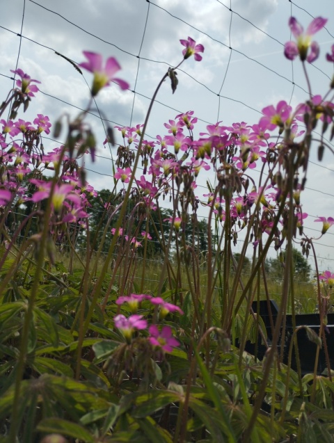 Szczawik lasiandra- Oxalis lasiandra (GK)