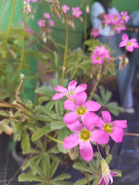 Szczawik lasiandra- Oxalis lasiandra (GK)