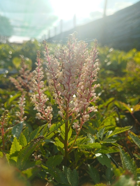 Tawułka Arendsa- Astilbe arendsii 'Look at Me' (GK)