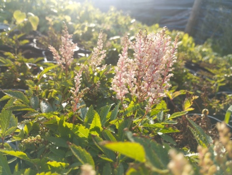 Tawułka Arendsa- Astilbe arendsii 'Look at Me' (GK)