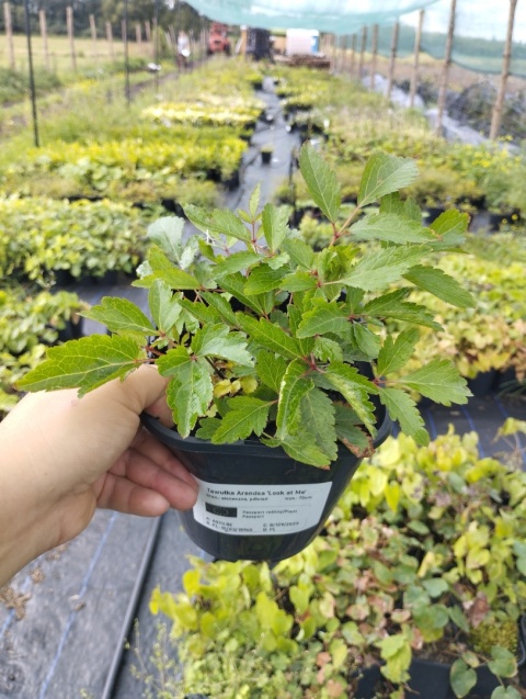 Tawułka Arendsa- Astilbe arendsii 'Look at Me' (W)