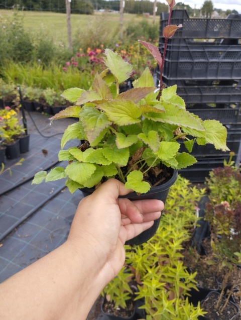 Tułacz pstry- Houttuynia cordata 'Plena' (W)