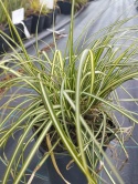 Turzyca oszimska- Carex oshimensis 'Ice Cream' (W)