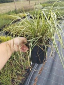 Turzyca oszimska- Carex oshimensis 'Ice Cream' (W)