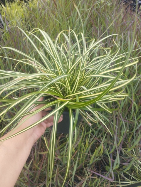 Turzyca oszimska- Carex oshimensis 'Ice Cream' (W)