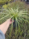 Turzyca oszimska- Carex oshimensis 'Ice Cream' (W)