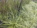 Turzyca oszimska- Carex oshimensis 'Ice Cream' (W)