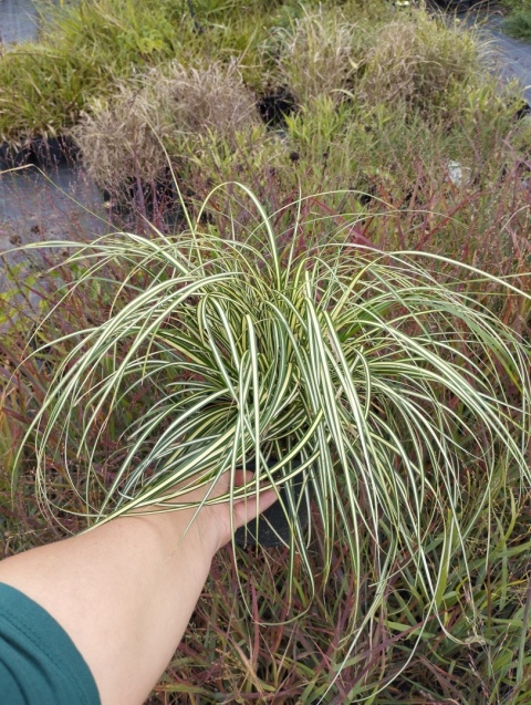 Turzyca oszimska- Carex oshimensis 'Ice Cream' (W)