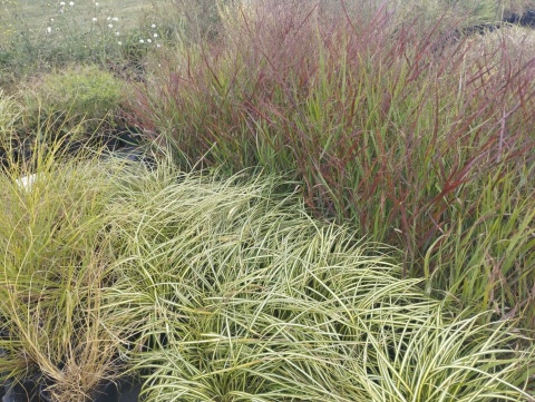 Turzyca oszimska- Carex oshimensis 'Ice Cream' (W)
