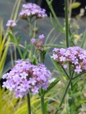 Werbena patagońska- Verbena bonarensis 'Lolipop' (GK)