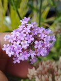 Werbena patagońska- Verbena bonarensis 'Lolipop' (GK)