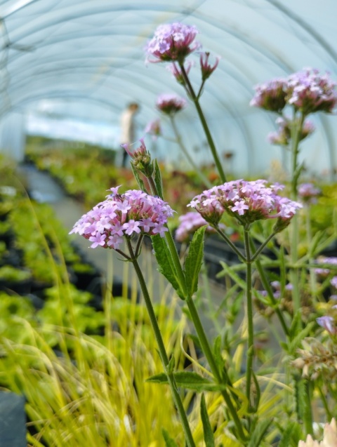 Werbena patagońska- Verbena bonarensis 'Lolipop' (L)
