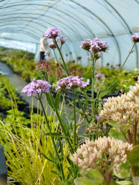 Werbena patagońska- Verbena bonarensis 'Lolipop' (L)