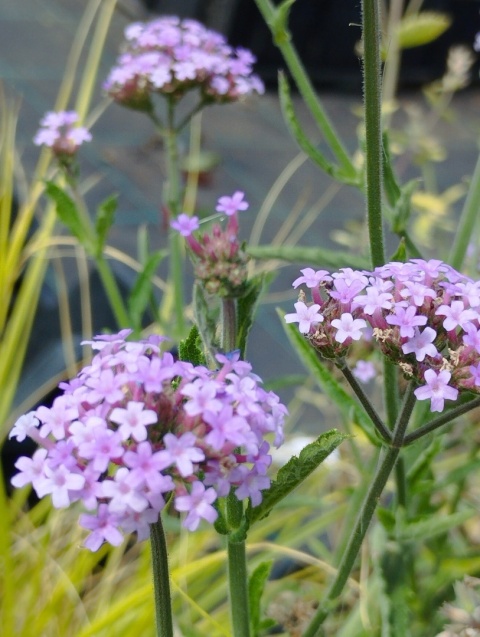 Werbena patagońska- Verbena bonarensis 'Lolipop' (L)