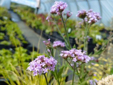 Werbena patagońska- Verbena bonarensis 'Lolipop' (W)