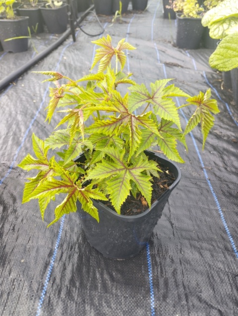 Wiązówka 'Red Umbrella' (GK)